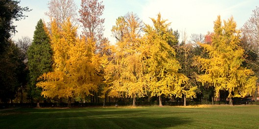 gikgobiloba-parcocascine-firenze