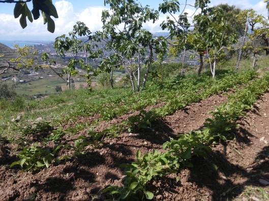 patate-panorama-Laureana-Cilento